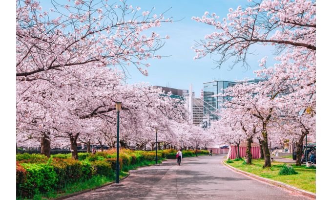 best time to visit japan for cherry blossoms