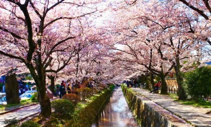 best time to visit japan for cherry blossoms