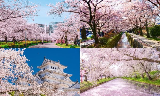best time to visit japan for cherry blossoms